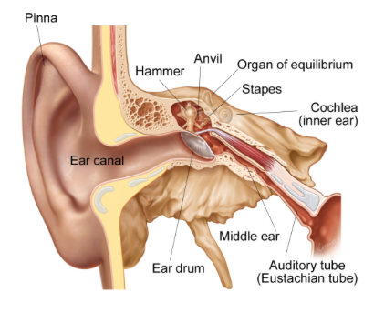 Patulous Eustachian Tube Ear Balance and Eustachian Tube